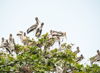 a lot of Spot-billed Pelican on the tree