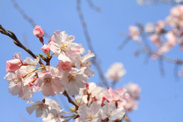 cherry blossoms under the blue sky