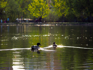 Ducks swim in the lake. Sunlight reflections on the water