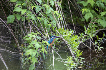 Common Kingfisher, Alcedo atthis, with fish caught