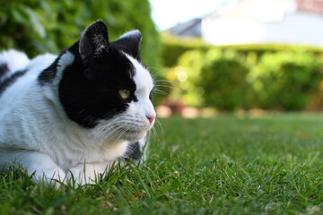 black and white domestic cat lying on the grass
