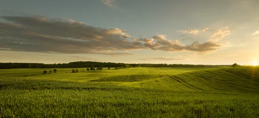 Zelfklevend Fotobehang Panoramisch zicht op leeg grasveld bij de zonsondergang met kopieerruimte © rangizzz