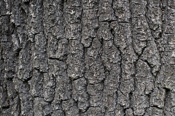 Natural background - texture of an oak bark
