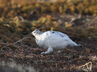 春のライチョウ雌(rock ptarmigan)