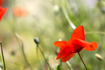 wild poppy in e meadow