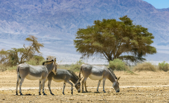Family of Somali wild donkey (Equus africanus). This species is extremely rare both in nature and in captivity. Nowadays it inhabits nature reserve near Eilat, Israel