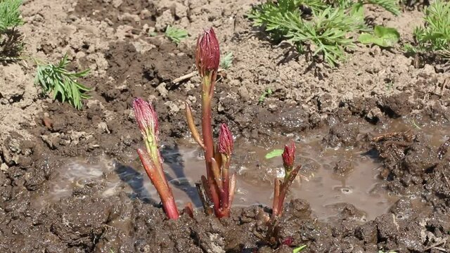 Young spring sprout flower under the shower. Plant watering.