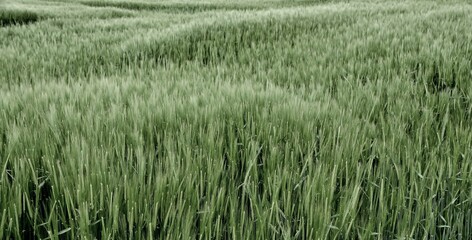 Landscape with green wheat field in Spring
