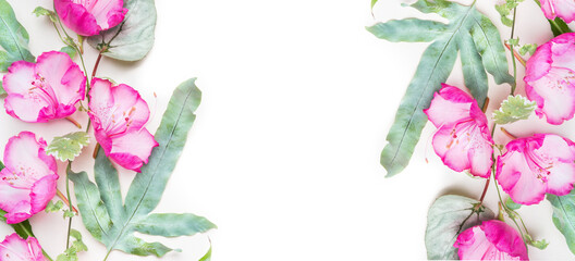 Floral banner or frame with lovely pink flowers on white background, top view