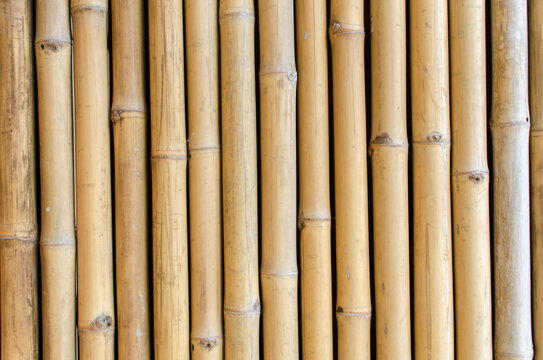 close up yellow bamboo nature fence texture for background