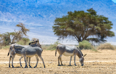 Somali wild donkey (Equus africanus). This species is extremely rare both in nature and in captivity. Nowadays it inhabits nature reserve near Eilat, Israel