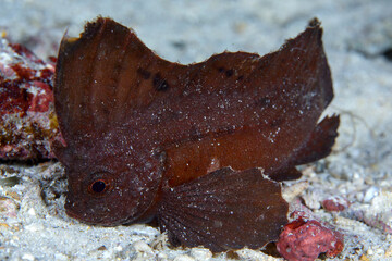 Fototapeta premium cockatoo wasp fish