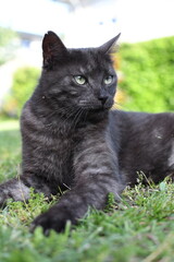Naklejka na ściany i meble black domestic cat playing on the grass