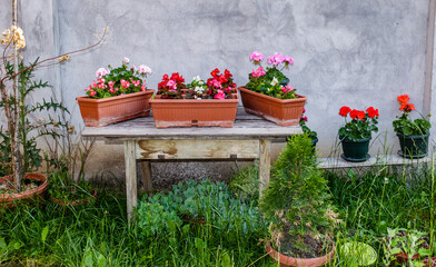 Flower pots on an old wooden table in the garden
