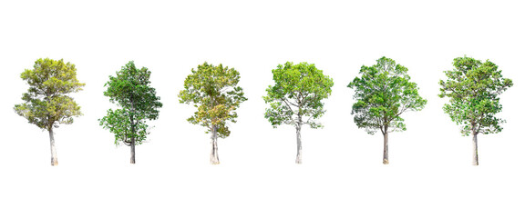 Isolated trees on white background , The collection of trees.