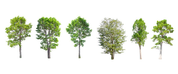 Obraz premium Isolated trees on white background , The collection of trees.