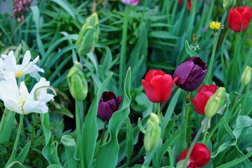 Beautiful tulips in different colors in the meadow  