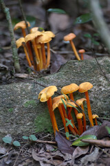 Small orange fungi on forest floor