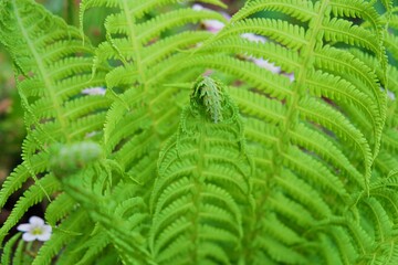 Green fern leaves in the forest beautiful view 