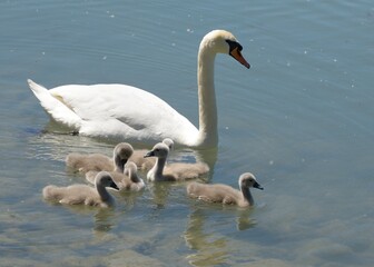 Höckerschwan mit sechs Küken
