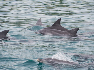 Obraz premium Pod of bottlenose dolphins (Tursiops truncatus), Western Australia