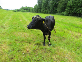 A black cow on a green meadow.