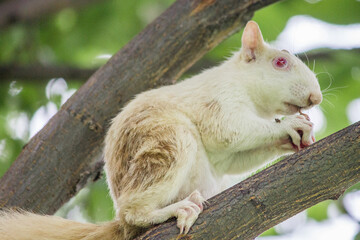 Weißes Grauhörnchen auf einem Baum (Sciurus carolinensis)