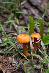 Small orange fungi on rainforest floor