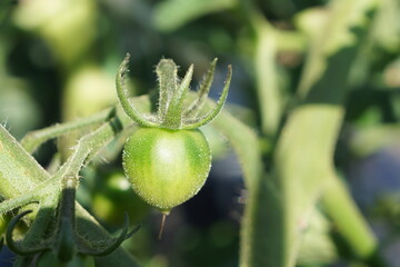 トマトの芽