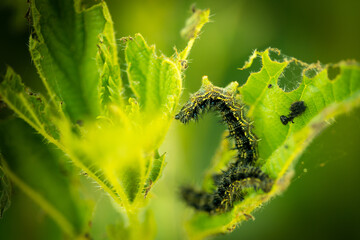 Caterpillar eating on a nettle