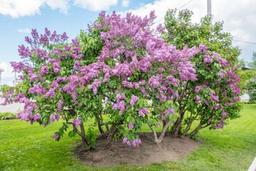 Obraz premium lilac on a background of blue skies