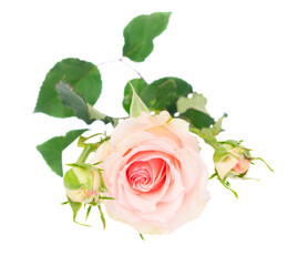 One pink blooming fresh rose with buds and leaves isolated on white background