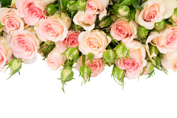 Obraz na płótnie Canvas Pink blooming fresh roses with buds and green leaves border isolated on white background