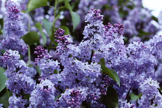 Beautiful blossoming lilacs