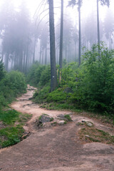 Obraz premium Foggy path into mountains forest
