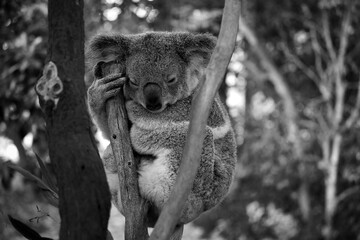 koala © bru greg