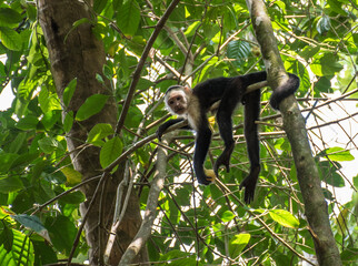 White-headed monkey with a fruit in  Corcovado