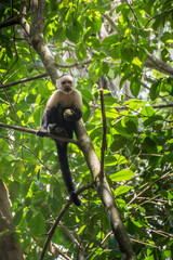 White-headed monkey with a fruit in  Corcovado