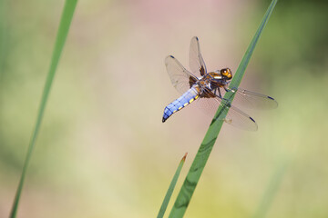 Libelle, dragonfly, Plattbauchlibelle