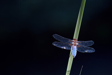 Libelle, dragonfly, Plattbauchlibelle