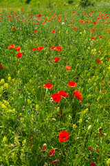 Mahnfeld am Tag im Sommer - Hochformat