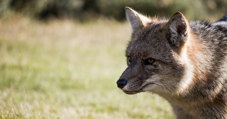 red fox