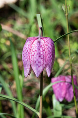 Fritillaria meleagris flower