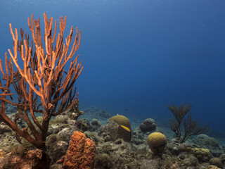 Unterwasser - Riff - Koralle - Schwamm - Ozean - Tauchen - Curacao - Karibik