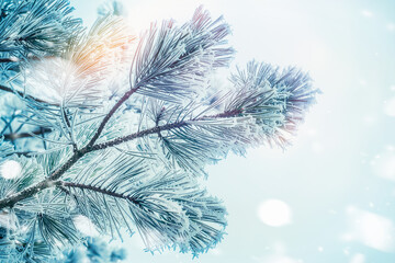 Frozen  Branches of cedars or fir on winter day snow background with bokeh