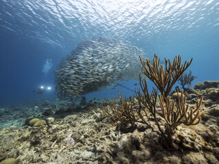 Naklejka na ściany i meble Unterwasser - Riff - Korallenriff - Fischschwarm - Schwamm - Taucher - Tauchen - Curacao - Karibik