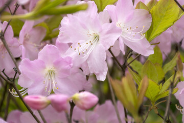 some flowers with pink petals, rhododendrons, plant