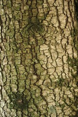 Tuscan tree 