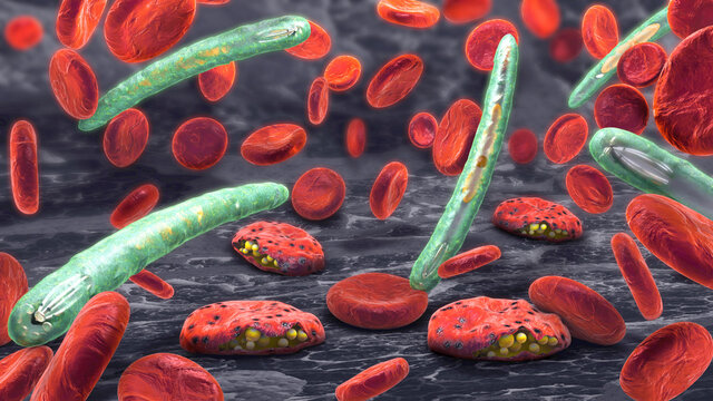 3d illustration of blood cells, plasmodium causing malaria illne