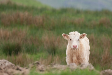 highland cow calf looking over the hill